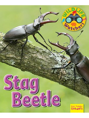 cover image of Stag Beetle